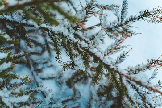 Vánoční stromky 2023: Ceny rostou, jedle až za 1100 Kč!