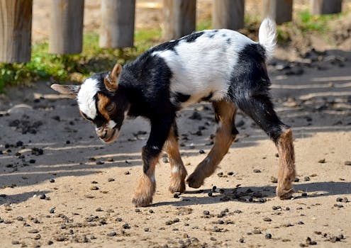Babišova rošáda velvyslanců: Jaký bude vliv na ČR?