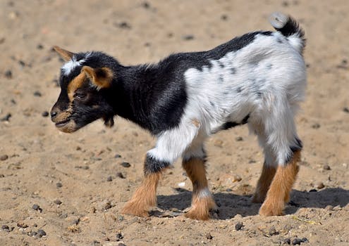 Babišova vláda žádá o důvěru: Jaké to má důsledky pro ČR?