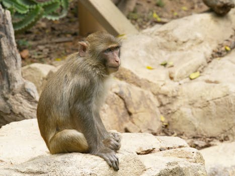 Rekordní ceny opic v Číně kvůli boomu v biomedicíně