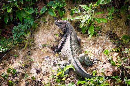 Trump vs. NATO: Kritika spojenců ohrožuje budoucnost aliance